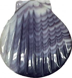 Wampum Shell